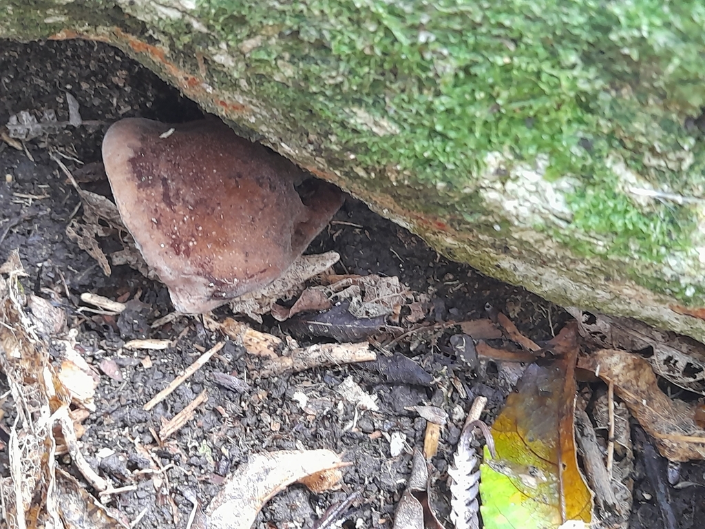 Auricularia cornea · April 2025 · photo: © mphnz (iNaturalist, cc0)