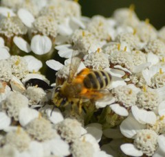 Cnemidandrena