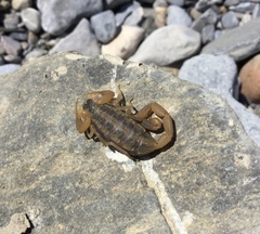 Centruroides vittatus