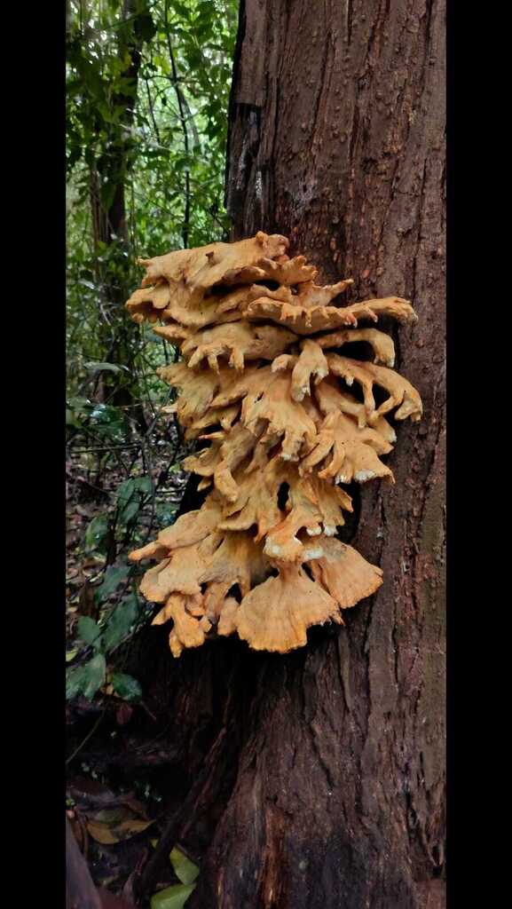 Laetiporus sulphureus · April 2025 · photo: © victoriaprosdocimo (iNaturalist, cc-by)