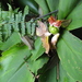 Costus malortieanus - Photo (c) Dave Skinner, some rights reserved (CC BY-NC), uploaded by Dave Skinner