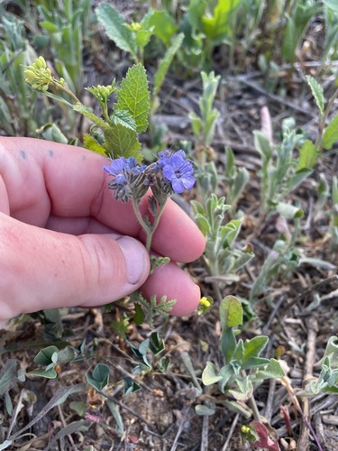 Distant phacelia (Phacelia distans)