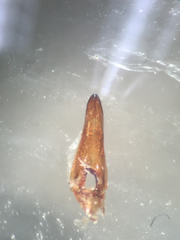 Lathrobium brunnipes