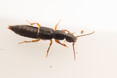 Lathrobium brunnipes