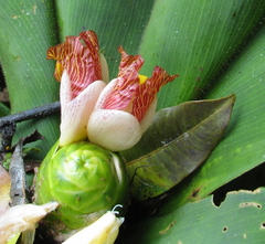 Costus malortieanus