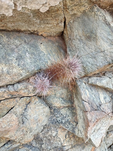 Echinocereus barthelowianus