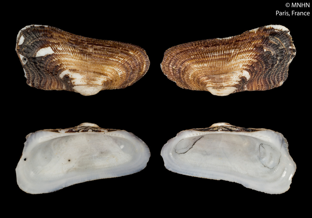 Barbatia legumen