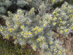 Aspalathus florifera