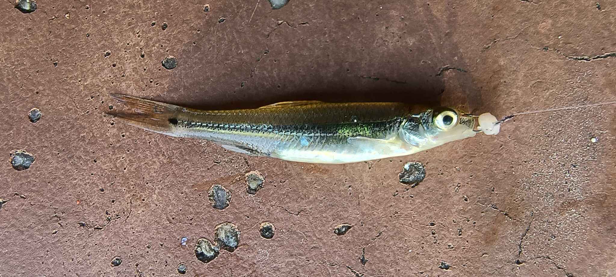 Méné à tache noire