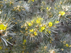 Aspalathus florifera