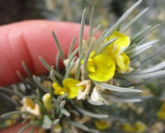 Aspalathus florifera