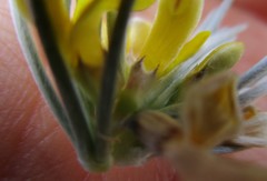 Aspalathus florifera