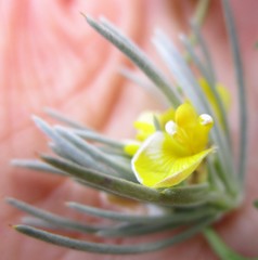 Aspalathus florifera