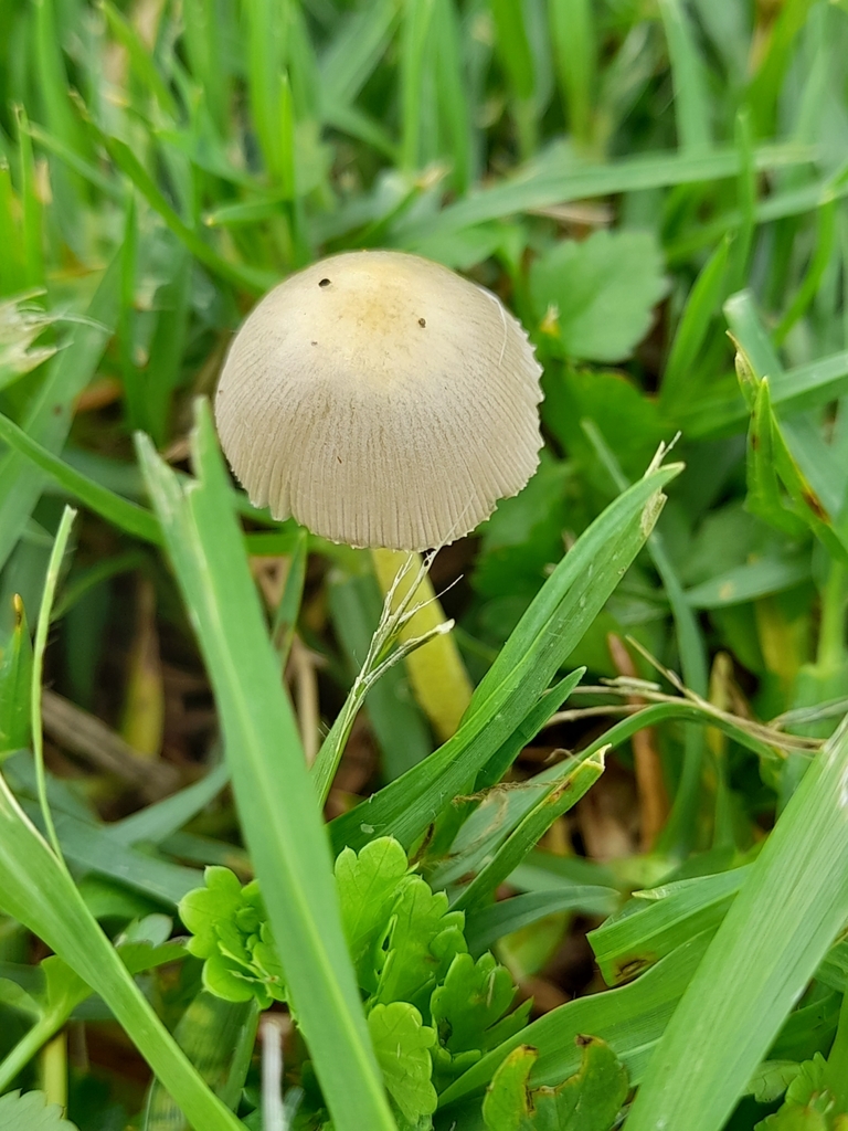 Bolbitius titubans · April 2025 · photo: © mphnz (iNaturalist, cc0)