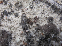 Trapezonotus arenarius
