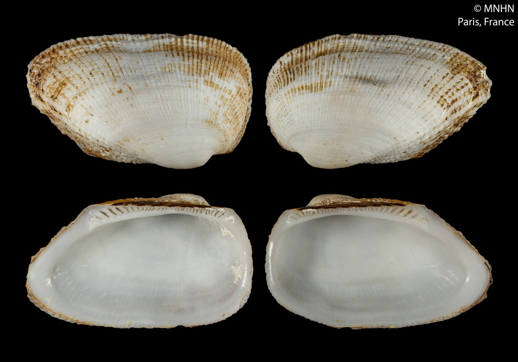 Barbatia trapezina