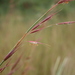 Boat Grass - Photo (c) Marco Schmidt, some rights reserved (CC BY-NC-SA)