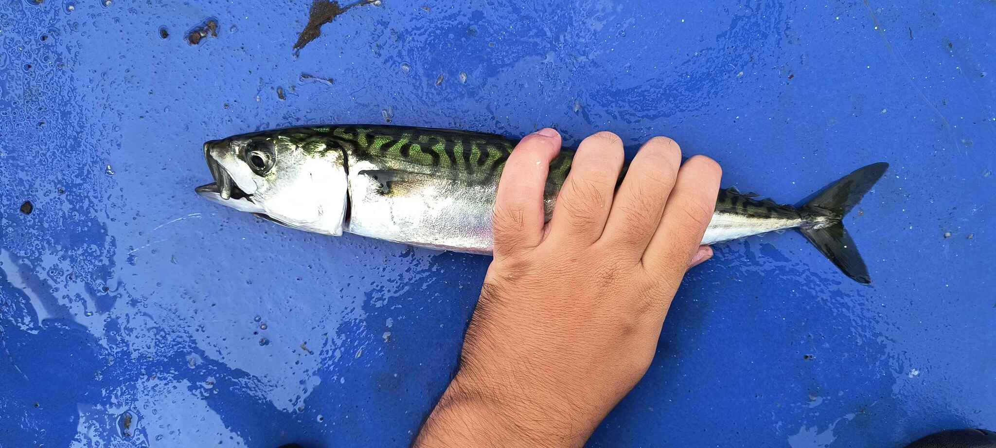 Maquereau bleu