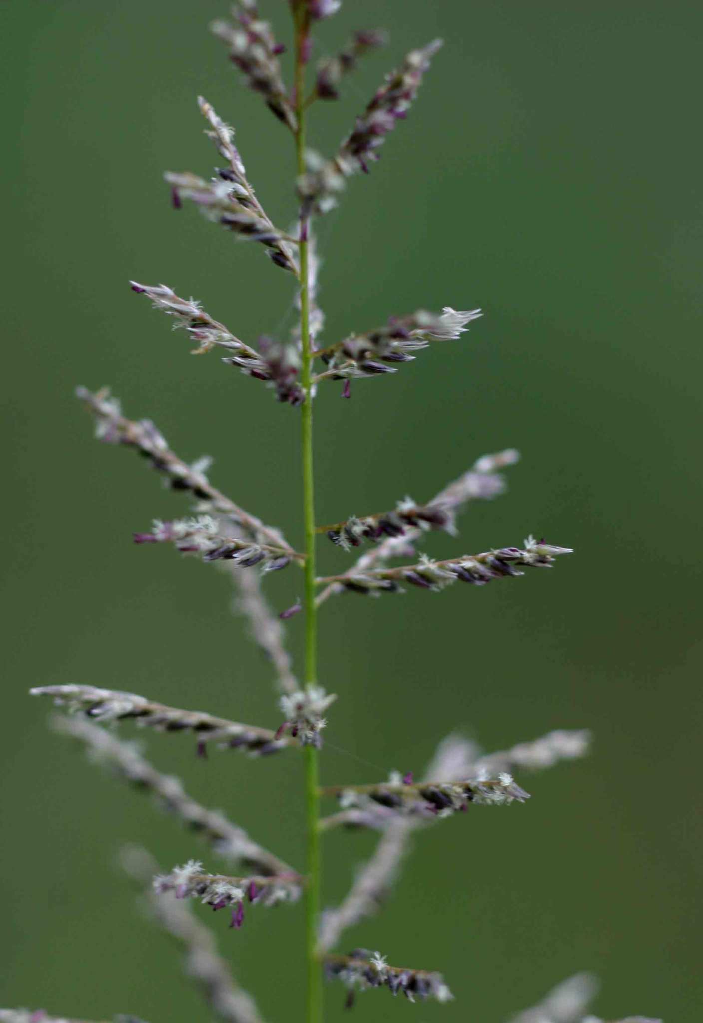 Sporobolus pyramidalis