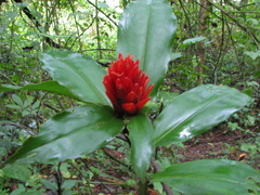 Costus curvibracteatus