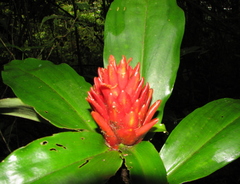 Costus curvibracteatus