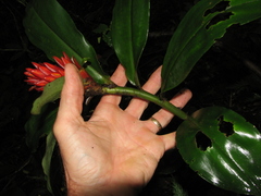 Costus curvibracteatus