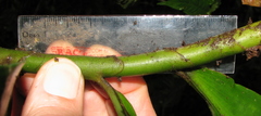 Costus curvibracteatus