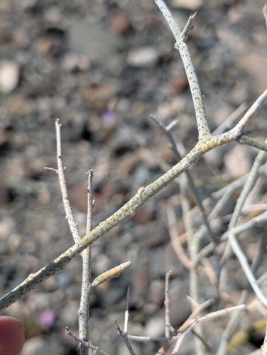Image of Psorothamnus polydenius by (c) sdash, some rights reserved (CC BY)