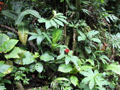Costus curvibracteatus