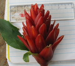 Costus curvibracteatus