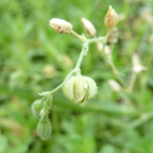 Spergularia marina iNat (1)