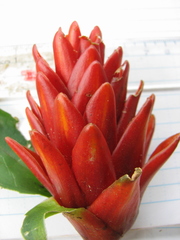 Costus curvibracteatus