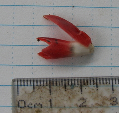 Costus curvibracteatus