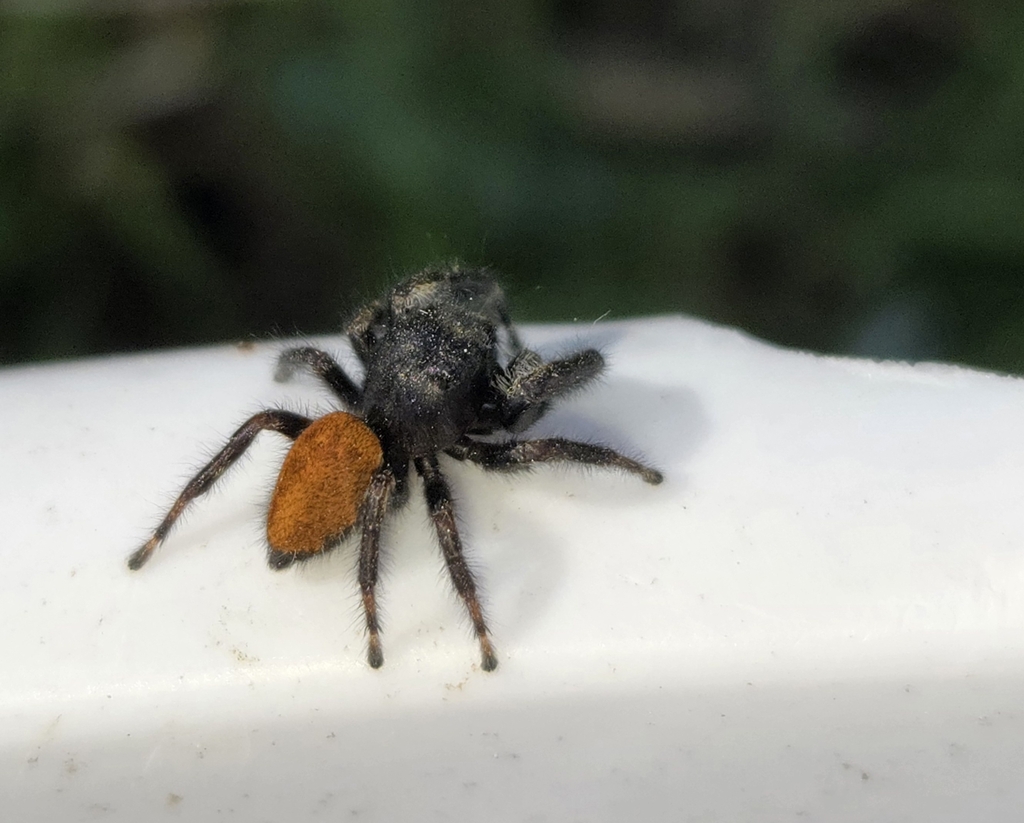 Grayish Jumping Spider from Menoken Township, KS, USA on April 15, 2025