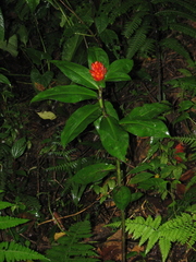 Costus curvibracteatus