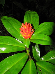 Costus curvibracteatus