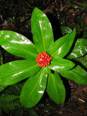 Costus curvibracteatus