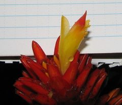Costus curvibracteatus