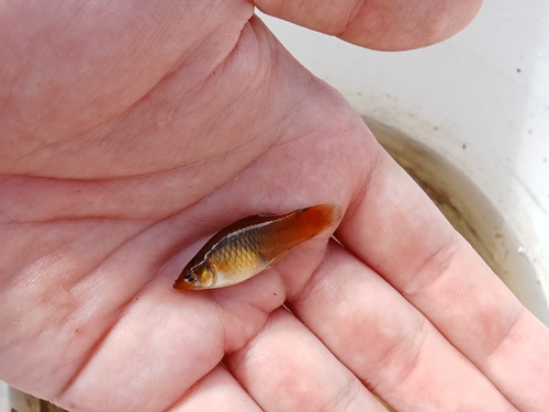 Moon (Xiphophorus maculatus) — Poeciliidae — 2