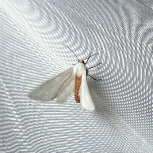 Pygarctia lorula photo 2