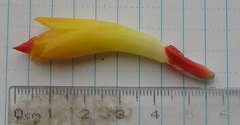 Costus curvibracteatus