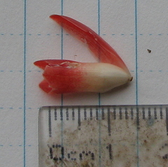 Costus curvibracteatus