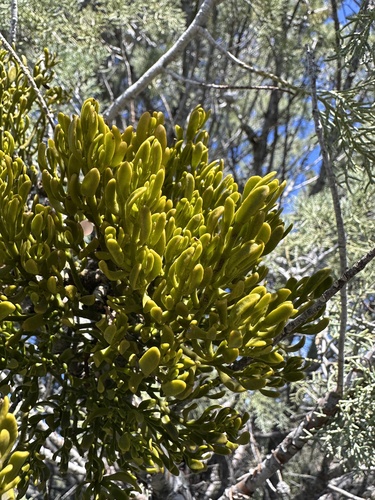 Image of Phoradendron densum by (c) Matt Berger, some rights reserved (CC BY)
