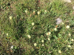 Trifolium trichocephalum