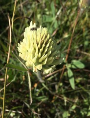 Trifolium trichocephalum