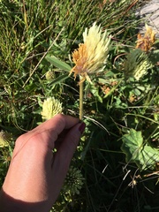 Trifolium trichocephalum