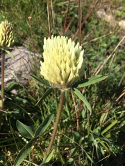 Trifolium trichocephalum