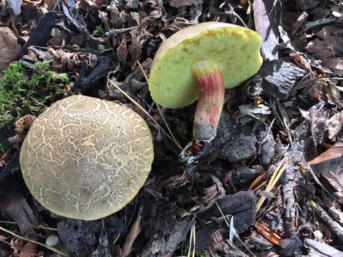 Auksakotis švelniabaravykis nuotrauka