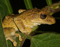 Polypedates cruciger