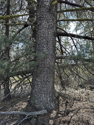 Image of Hesperocyparis bakeri by (c) Matt Berger, some rights reserved (CC BY)
